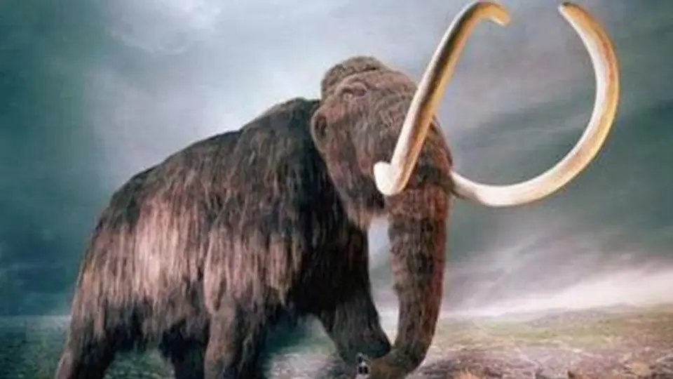 Los restos de un mamut podrían servir para clonarlo