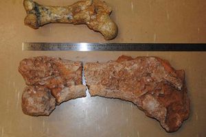 Encuentran fósil ¡de la era del Plestoceno!