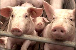 Un granjero fue devorado ¡por sus propios cerdos!