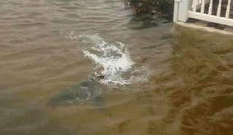 Surge la creatividad ante paso del Huracán Sandy