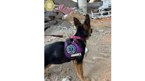 Indara fue donada por un ciudadano y ahora forma parte del equipo especializado de Búsqueda y Rescate Urbano del ERUM./ SSC
