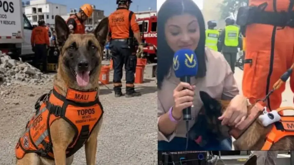 Gracias a su entrenamiento especializado, Mali ayuda a localizar personas y animales atrapados entre los escombros./ RS