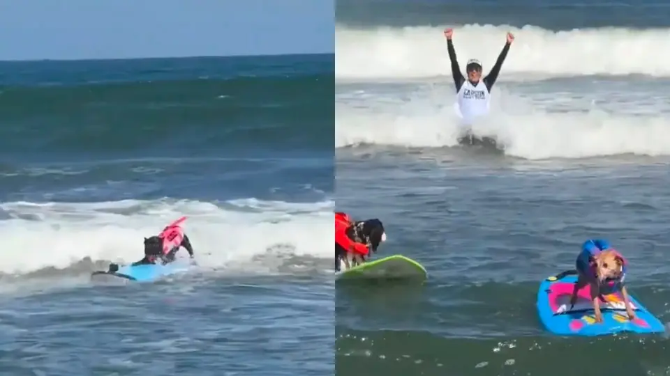 Los perros participantes sorprendieron al público al mantener el equilibrio y recorrer las olas sobre sus tablas de surf / Captura de pantalla X