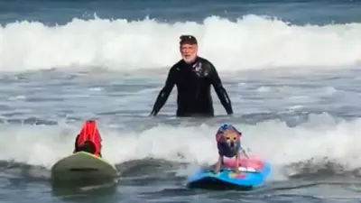 ¡Perritos surfistas! Así brillaron en la décima edición del Mundial de Surf Canino