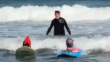 ¡Perritos surfistas! Así brillaron en la décima edición del Mundial de Surf Canino