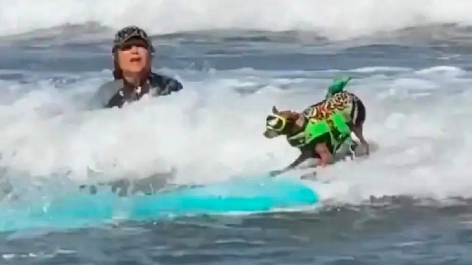 Decenas de perritos demostraron sus habilidades sobre las olas durante el Campeonato Mundial de Surf Canino / Captura de Pantalla X