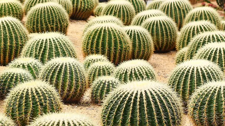 La biznaga se utiliza para elaborar el acitrón tradicional.istock
