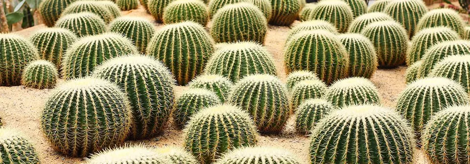 La biznaga se utiliza para elaborar el acitrón tradicional.istock