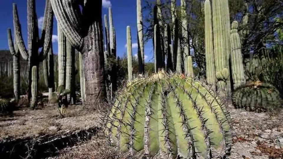 La extracción de biznagas está regulada en México./istock
