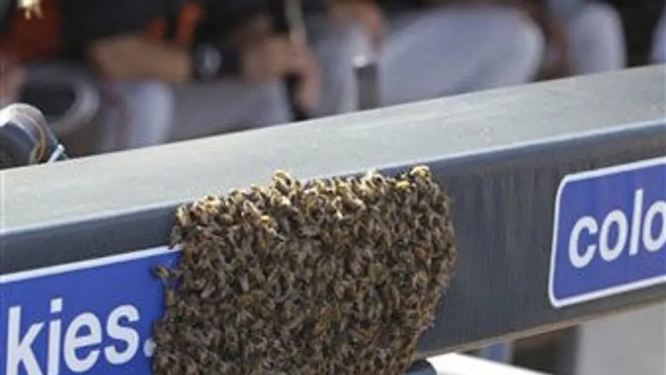 Abejas invaden las Grandes Ligas