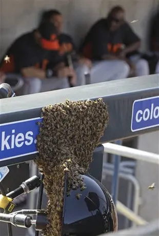 Abejas invaden las Grandes Ligas