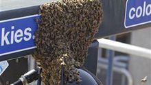 Abejas invaden las Grandes Ligas