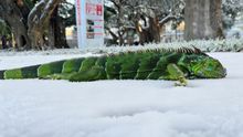 Aparecen iguanas congeladas: el gobierno te dice qué hacer con ellas
