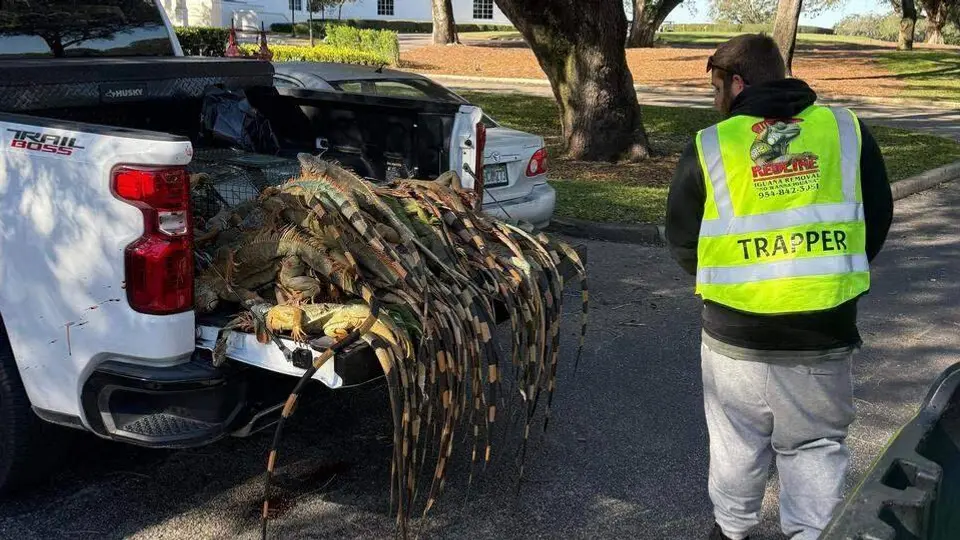 Son cientos las iguanas que están quedándose congeladas en la Florida / Redes Sociales