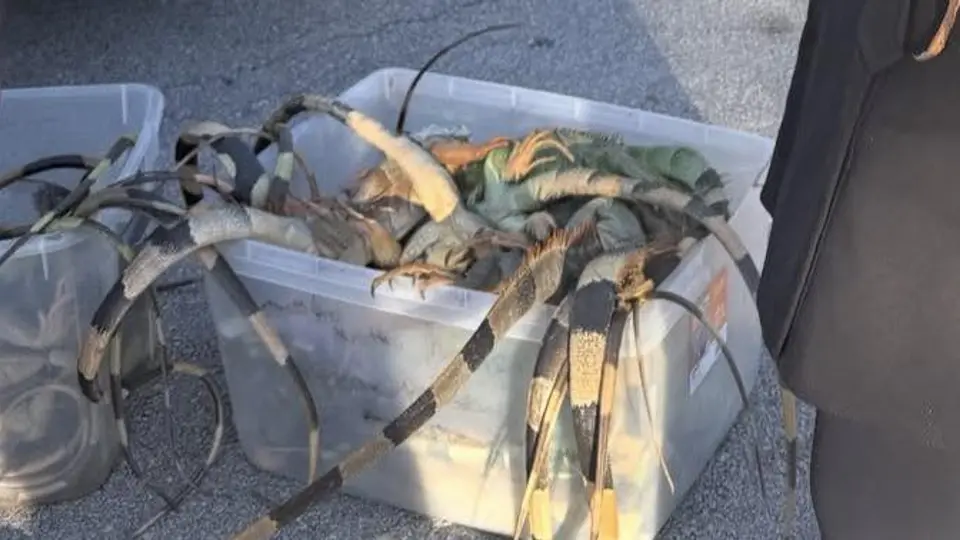 Con esta acción, los habitantes de Florida estarían controlando la plaga de iguanas / Redes Sociales