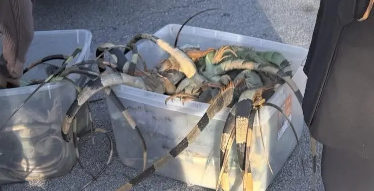 Con esta acción, los habitantes de Florida estarían controlando la plaga de iguanas / Redes Sociales