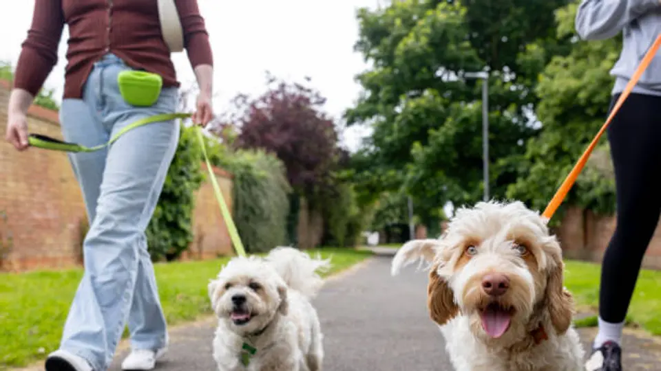 Pet Fest 2026 Ciudad de México: Fecha, lugar y todo lo que debes saber