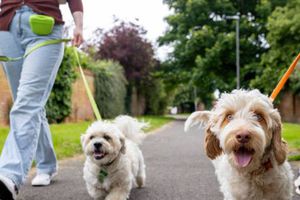 Alistan sanciones más severas por pasear a tu lomito sin correa