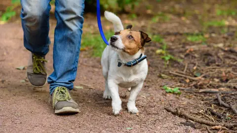 El objetivo de la iniciativa es reforzar la seguridad y responsabilidad entre dueños de mascotas y peatones en CDMX. / iStock