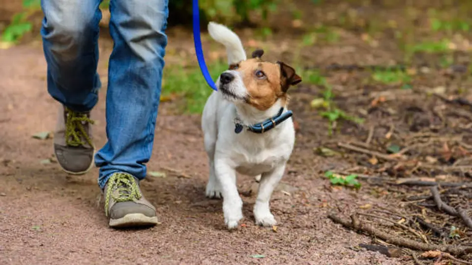 El objetivo de la iniciativa es reforzar la seguridad y responsabilidad entre dueños de mascotas y peatones en CDMX. / iStock