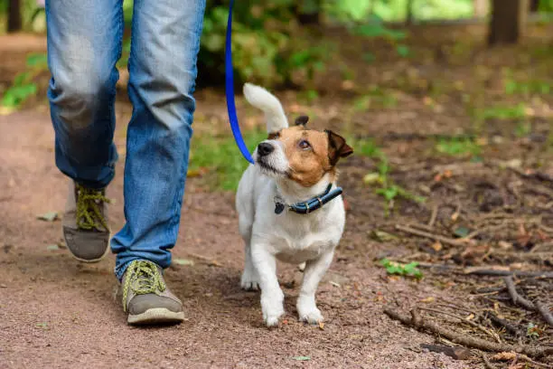 El objetivo de la iniciativa es reforzar la seguridad y responsabilidad entre dueños de mascotas y peatones en CDMX. / iStock