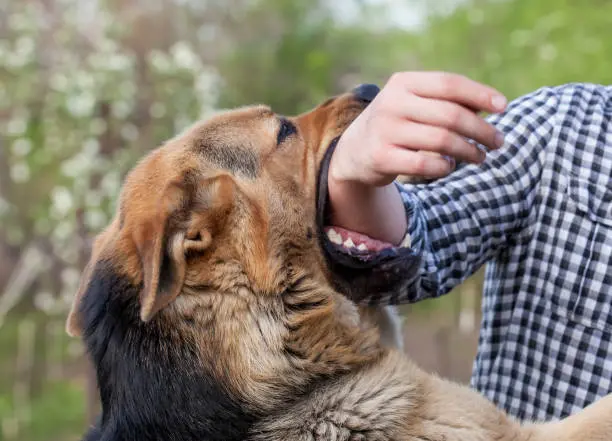 La Ciudad de México encabeza a nivel nacional los reportes por mordeduras de perro. / iStock