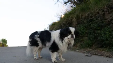Pasear a un perro sin correa actualmente ya se sanciona, pero la iniciativa busca castigos más severos para crear conciencia. / iStock