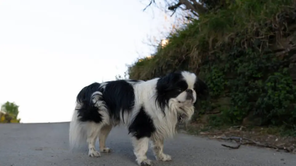 Pasear a un perro sin correa actualmente ya se sanciona, pero la iniciativa busca castigos más severos para crear conciencia. / iStock
