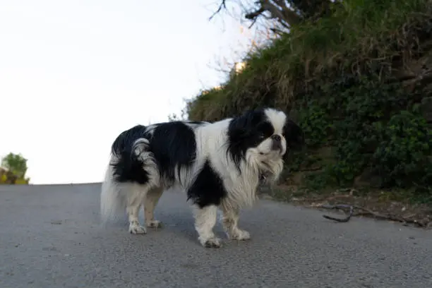 Pasear a un perro sin correa actualmente ya se sanciona, pero la iniciativa busca castigos más severos para crear conciencia. / iStock