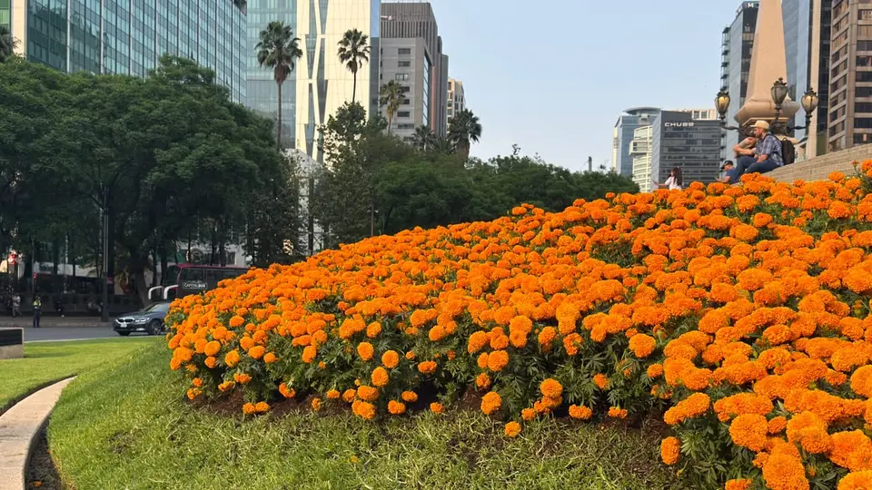 Los cempasúchiles aparecieron en la CDMX meses antes de lo habitual como parte de los preparativos para el Mundial 2026. / Georgina Sánchez