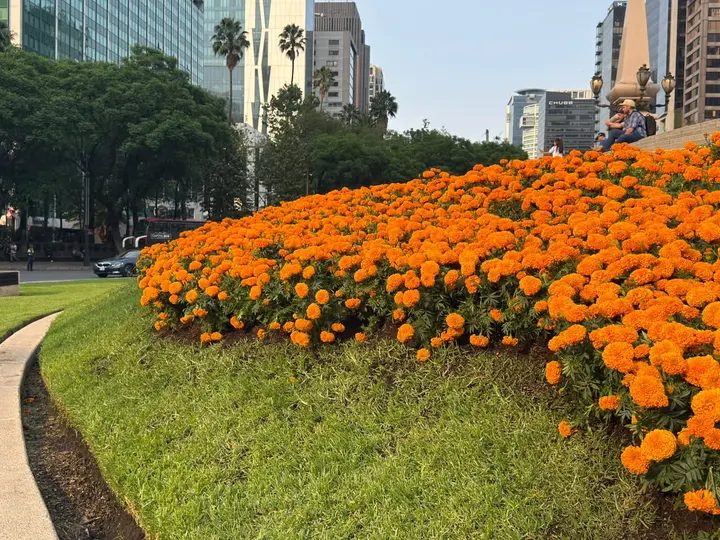Los cempasúchiles aparecieron en la CDMX meses antes de lo habitual como parte de los preparativos para el Mundial 2026. / Georgina Sánchez