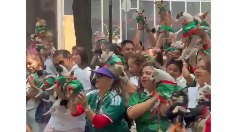 Perros chihuahua con banderas y camisetas de la Selección Mexicana se volvieron virales en redes sociales. / RS