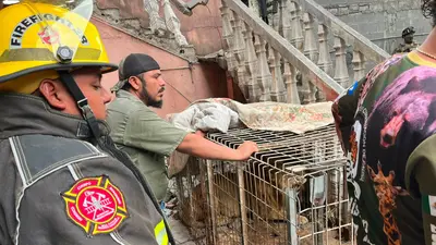 Rescatan león africano de una casa abandonada en Matamoros; investigan quién lo dejó en el inmueble