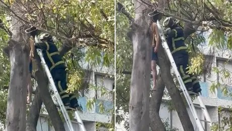 Hallan a hombre colgado de un árbol en Insurgentes Norte, en la GAM