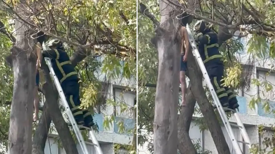 Hallan a hombre colgado de un árbol en Insurgentes Norte, en la GAM