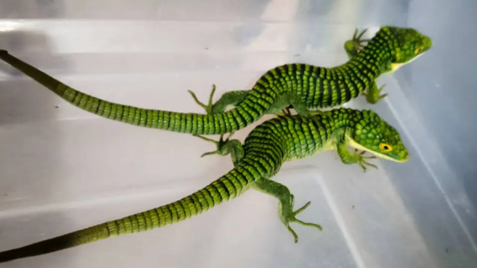 Dragones mexicanos iban ocultos en un paquete rumbo a Hong Kong; querían enviarlos ilegalmente