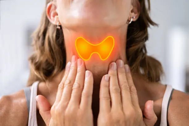 La tiroides regula funciones clave como el metabolismo y la energía del cuerpo. / iStock