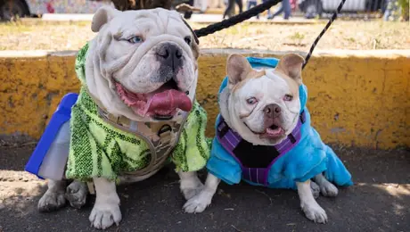 ¡Adiós al abandono! CDMX lanza plan con hospitales y parques para mascotas