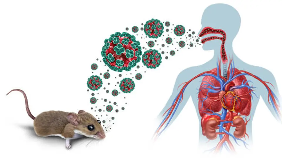 Autoridades sanitarias investigan brote de hantavirus en crucero aislado frente a Cabo Verde tras varias muertes confirmadas./ Pixabay