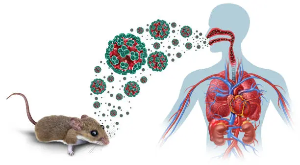 Autoridades sanitarias investigan brote de hantavirus en crucero aislado frente a Cabo Verde tras varias muertes confirmadas./ Pixabay