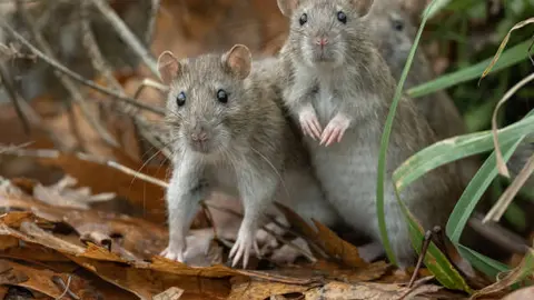 ¿Qué es el hantavirus y cuáles son sus síntomas y tratamiento?
