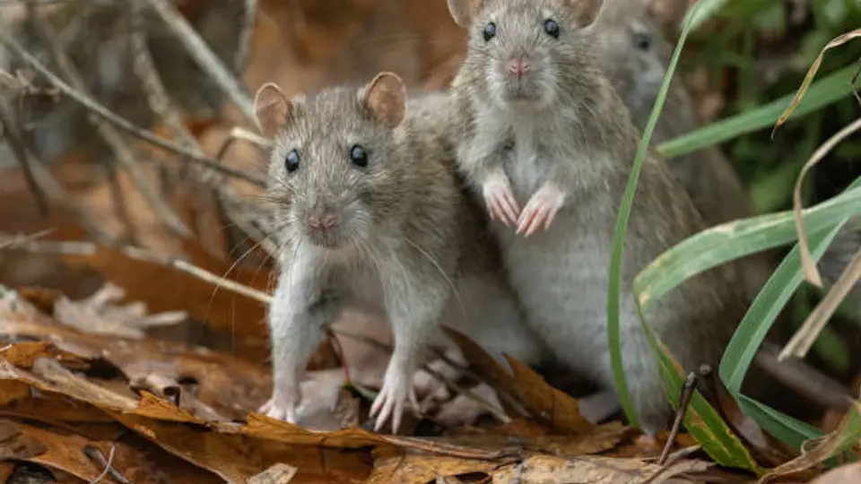 ¿Qué es el hantavirus y cuáles son sus síntomas y tratamiento?