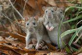 ¿Qué es el hantavirus y cuáles son sus síntomas y tratamiento?