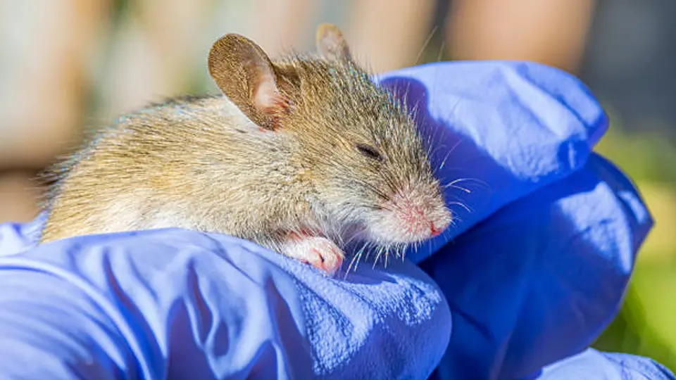 Síntomas iniciales del hantavirus pueden confundirse con gripe, pero pueden agravarse rápidamente./ Pixabay