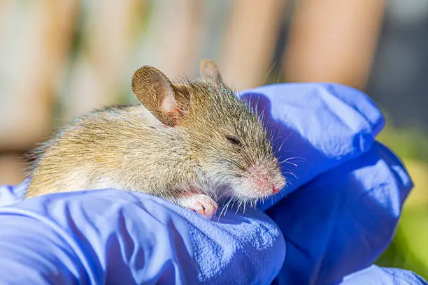 Síntomas iniciales del hantavirus pueden confundirse con gripe, pero pueden agravarse rápidamente./ Pixabay