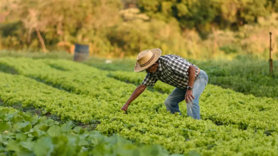 El brote de la enfermedad intestinal surgió por Taylor Farms ubicadas en el centro de México. /istock