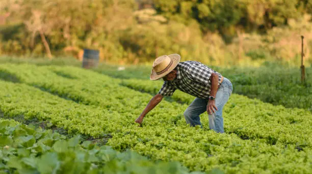 El brote de la enfermedad intestinal surgió por Taylor Farms ubicadas en el centro de México. /istock