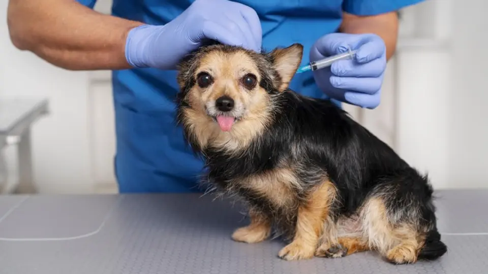 ¡Cuidado con tu mascota! Alertan por vacuna falsa contra la rabia