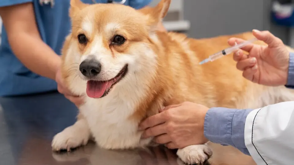 Si recientemente vacunaste a tu perro o gato contra la rabia, será importante revisar el producto que recibió / Magnific
