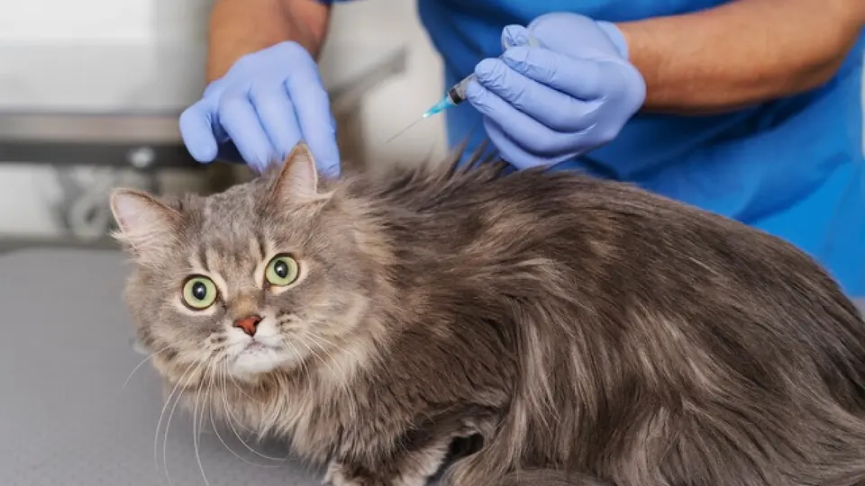 Un veterinario deberá valorar la situación del animal y determinar las medidas correspondientes / Magnific